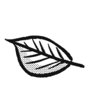 leaf illustration